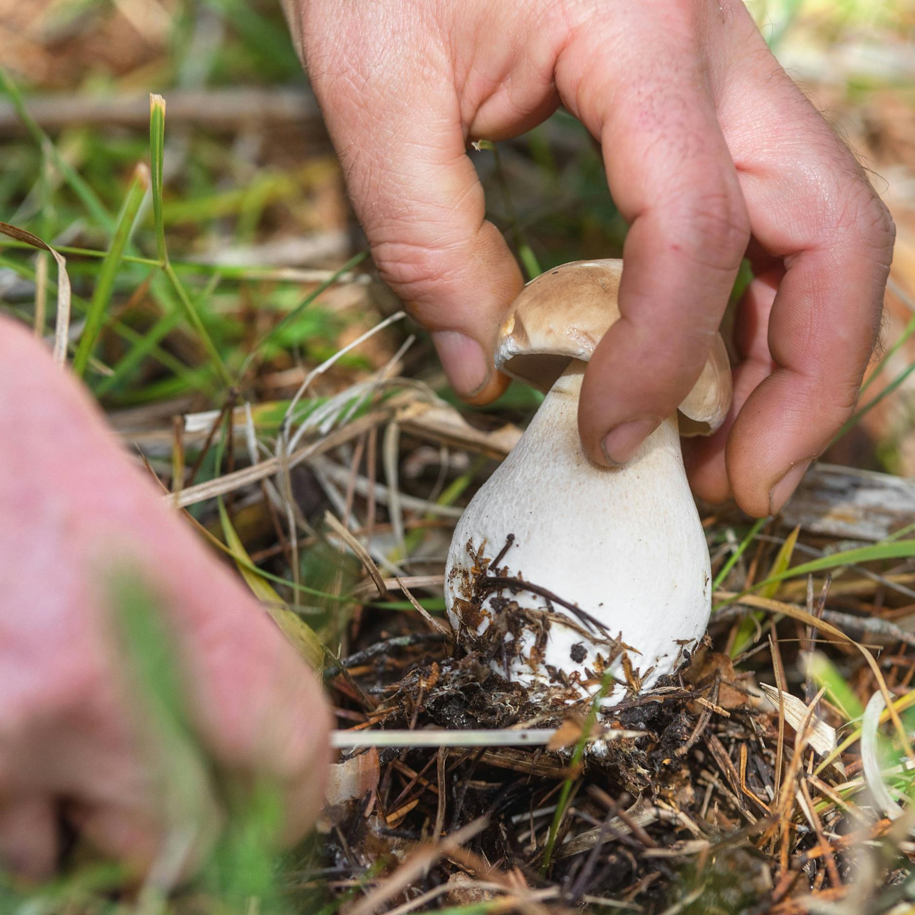 Pilzsammler (78) von wilden Tieren zerfleischt