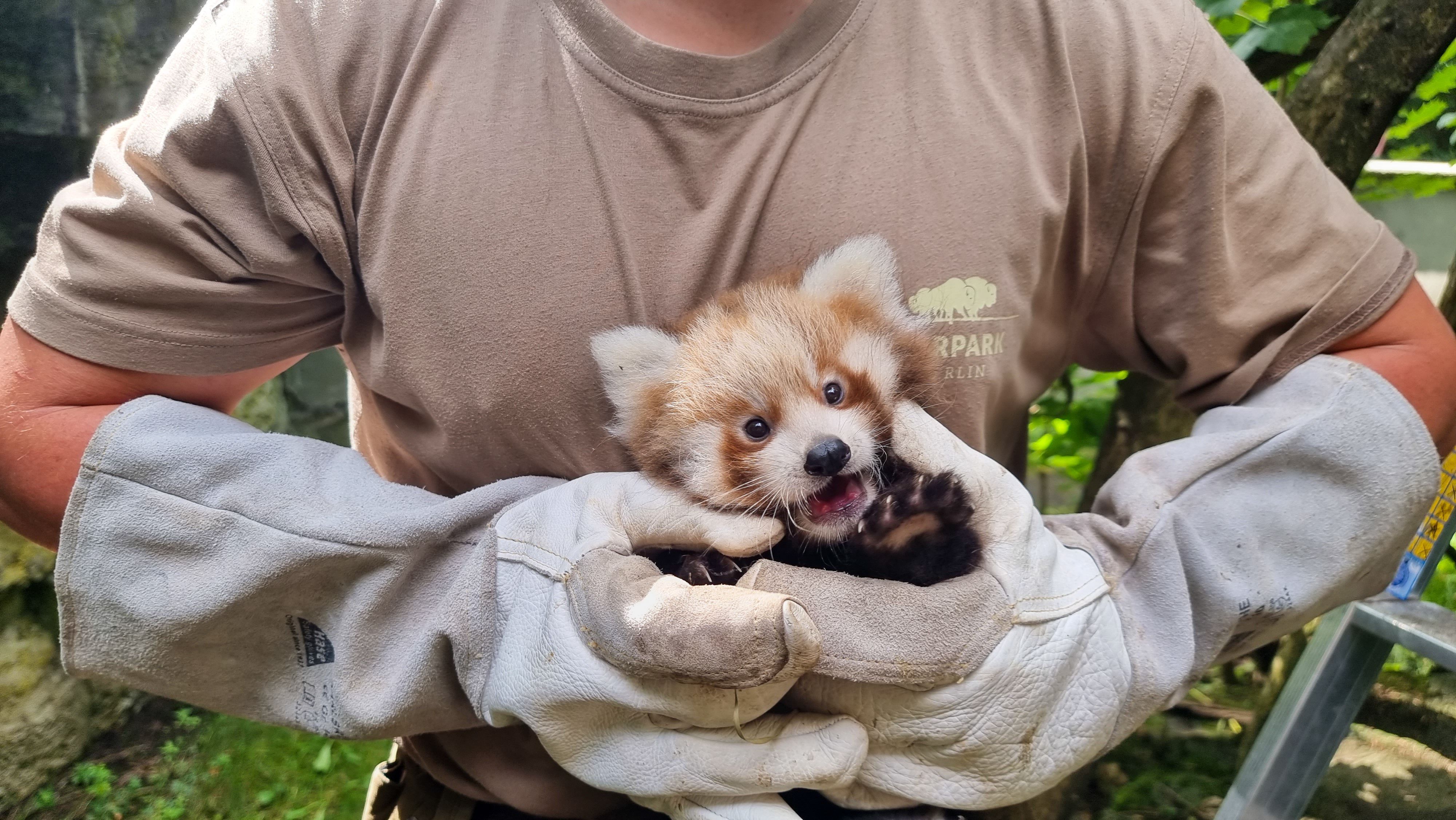 Image - Rote Pandas im Tierpark Berlin: Was bedeuten die Namen Hari und Kumar?