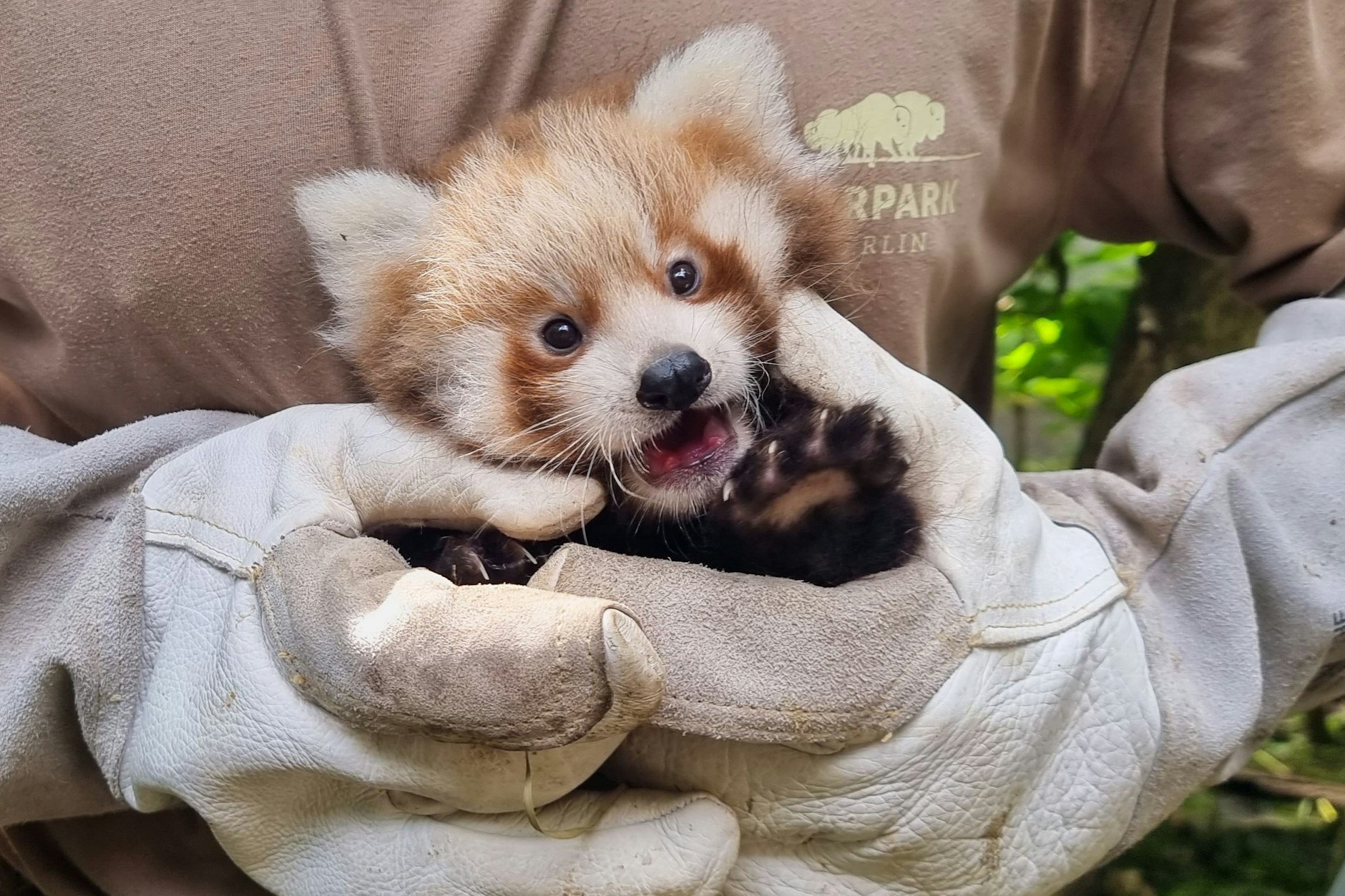 Die Roten Pandas Lisa Hari und Freddy Kumar kamen bereits im Juni zur Welt. Nun wurden sie offiziell benannt.