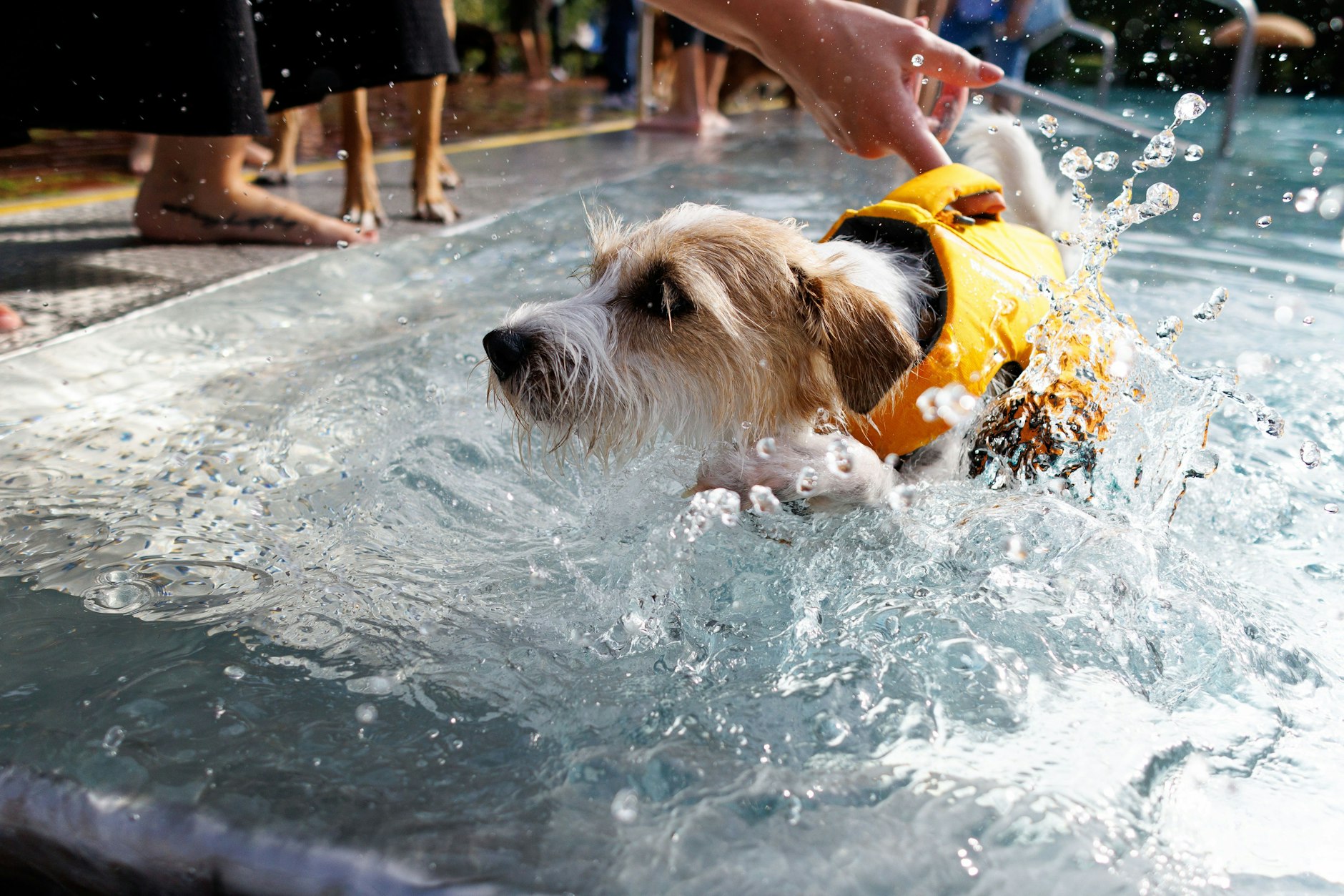 Eine Hundehalterin hält ihren Hunden im großen Becken beim ersten Hundeschwimmtag im Sommerbad Am Insulaner. Zum ersten Mal öffnen die Berliner Bäder-Betriebe zwei ihrer Freibäder zum Ende der Sommersaison für Hunde.