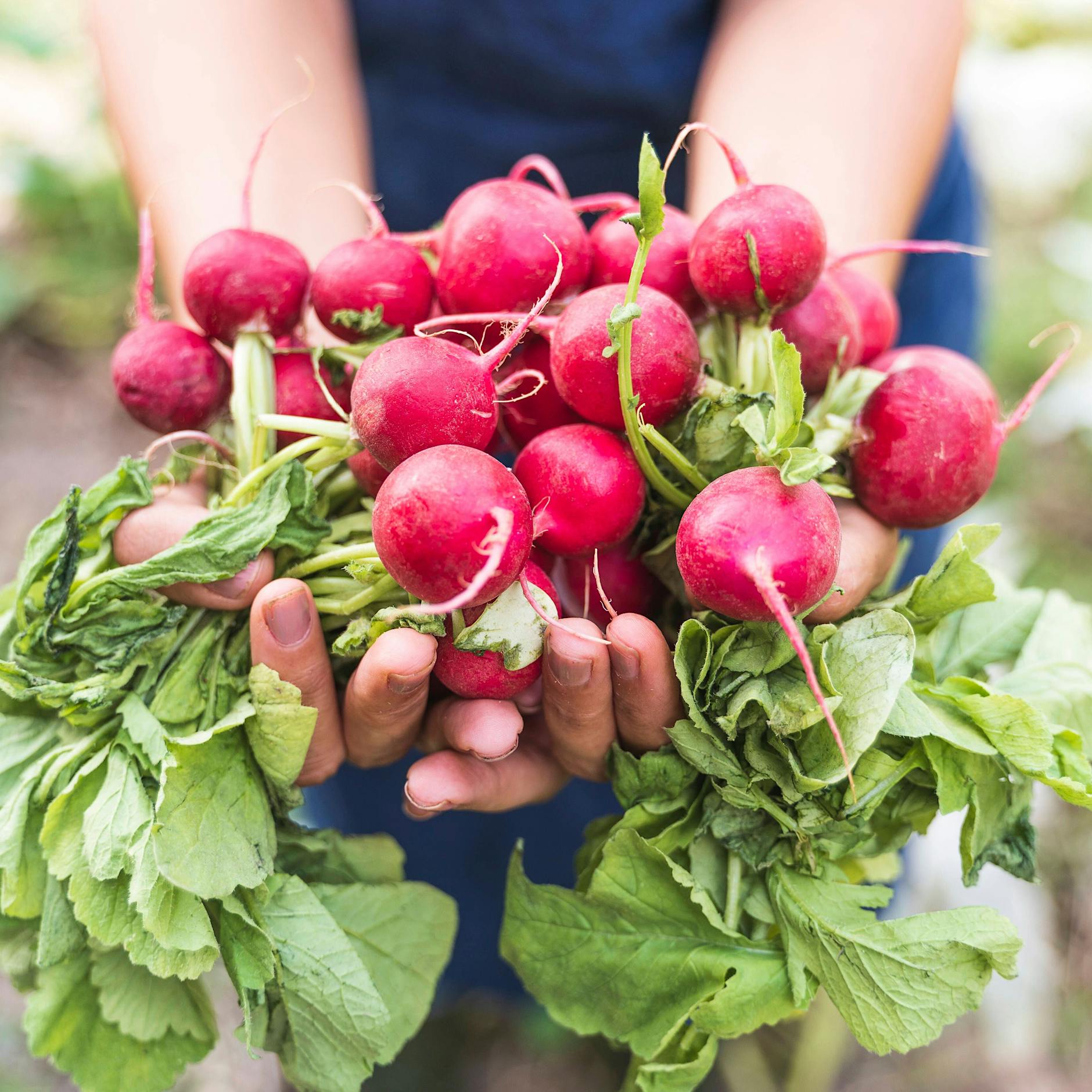 Gemüse und Salate: Jetzt im September säen und im Herbst ernten