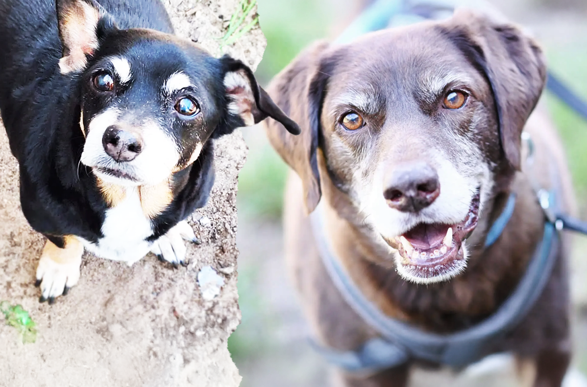 Ausgesetzt und verstoßen: Wir sind Berlins traurigste Hunde-Senioren!