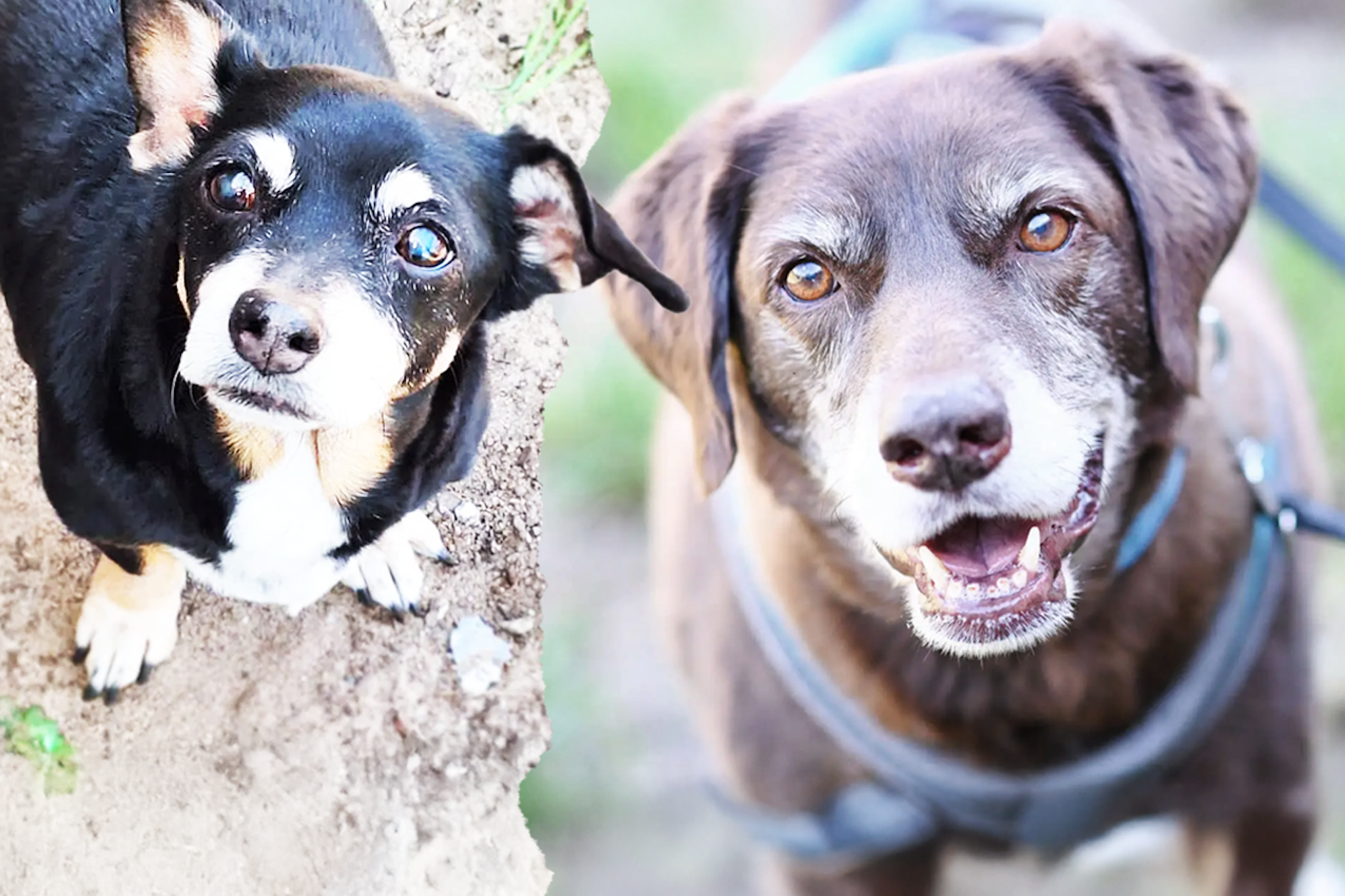 Viele Hunde warten im Tierheim Berlin auf ein neues Zuhause. Vor allem ältere Tiere wie Pünktchen (links) und Bärchen haben es schwer.