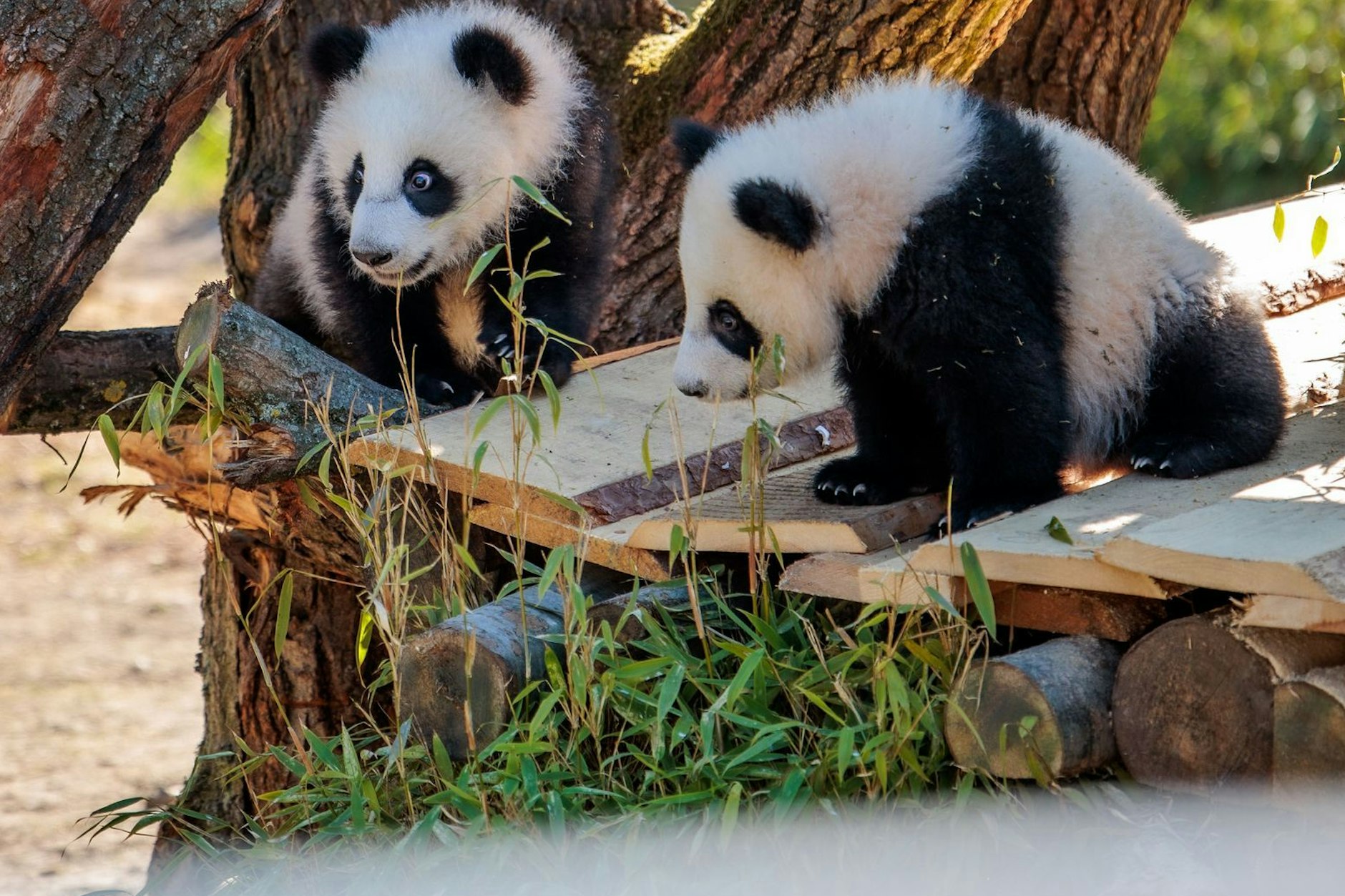 Die Panda-Zwillinge Leni und Lotti auf einem Klettergerüst: Den Bambus vor ihnen haben die Mädels nun zum Fressen gern.
