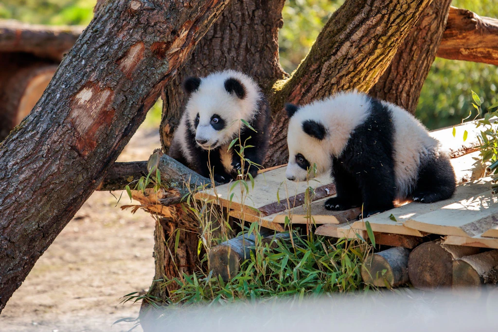 Milchzähne raus, Flasche weg: Berlins Panda-Girls sind scharf auf Bambus!